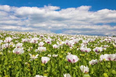 Çiçekli afyon haşhaş tarlası gökyüzünde güzel bulutlar, Latin papaver somniferum, beyaz renkli haşhaş gıda endüstrisi için Çek Cumhuriyeti 'nde yetiştirilir.