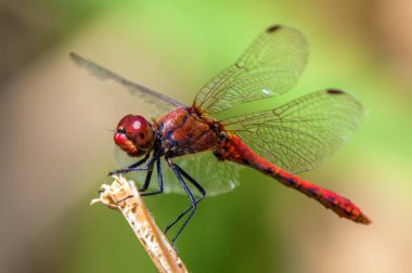 Latince Sympetrum Sanguineum 'da kırmızı yusufçuk.