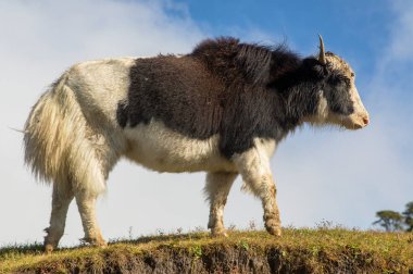 Yak ya da dzo, mavi gökyüzü arka planında siyah beyaz öküz, Latince Bos mutus grunniens