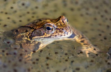 Latince Rana temporaria 'da yumurtalı Avrupa Kahverengi Kurbağası