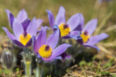 Pasqueflowers, daha büyük pask çiçeğinin güzel mavi çiçeği ya da latin pulsatilla grandis çayırda pasquçiçek