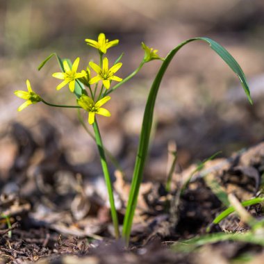 Gagea Lutea, (Türkçe: 