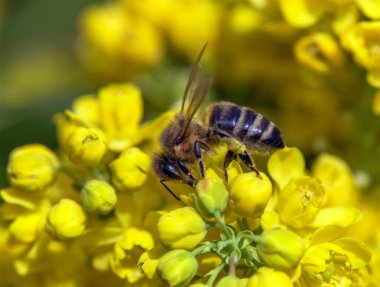 Latin Apis Mellifera 'da arı ya da bal arısı ayrıntıları, Avrupa' da ya da batı bal arısı sarı çiçekte oturuyor.