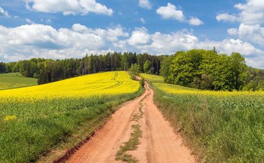 Latince brassica Napus 'ta kolza, kolza ya da kanola tarlasında araba yolu, gökyüzünde güzellik bulutları tecavüz tohumu yeşil enerji ve petrol endüstrisi için bitkidir.