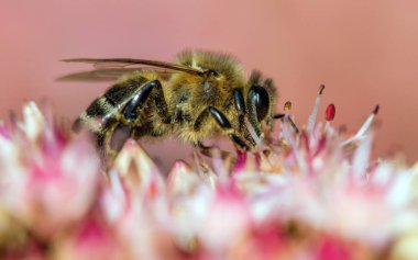 Latin Apis Mellifera 'da arı ya da bal arısı ayrıntıları Avrupa' da ya da Batı bal arısı çiçeğin üzerinde oturuyor