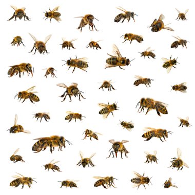 Beyaz arka planda Latin Apis Mellifera, Avrupa ya da Batı bal arısı seti var.