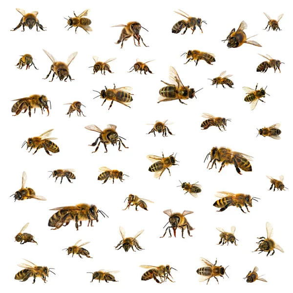 Beyaz arka planda Latin Apis Mellifera, Avrupa ya da Batı bal arısı seti var.