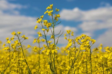 Gözyaşı tohumu çiçeği, altın çiçek tarlası kolza latin rengi Brassica Napus, tecavüz tohumu yeşil enerji ve petrol endüstrisi için bitkidir.