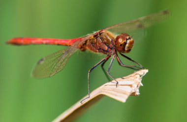 Latince Sympetrum sanguineum böceğiyle kırmızı yusufçuk.