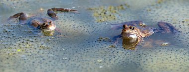 Latince Rana temporaria 'da Avrupa ortak kahverengi kurbağası, yumurtalarını koruyan iki kurbağa, yumurtalarını koruyan bir çift kurbağa, suda yaşayan bir amfibi türüdür.