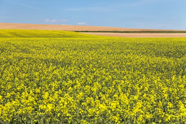 Field of rapeseed with blue sky — Stock Photo, Image