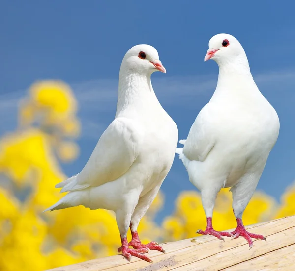 Two white pigeons on perch with yellow flowering background — Stock Photo, Image