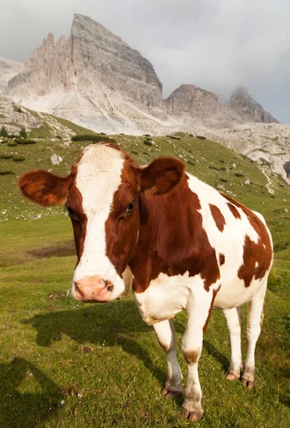 Krowa (bos primigenius taurus) w Dolomitach, Włochy — Zdjęcie stockowe