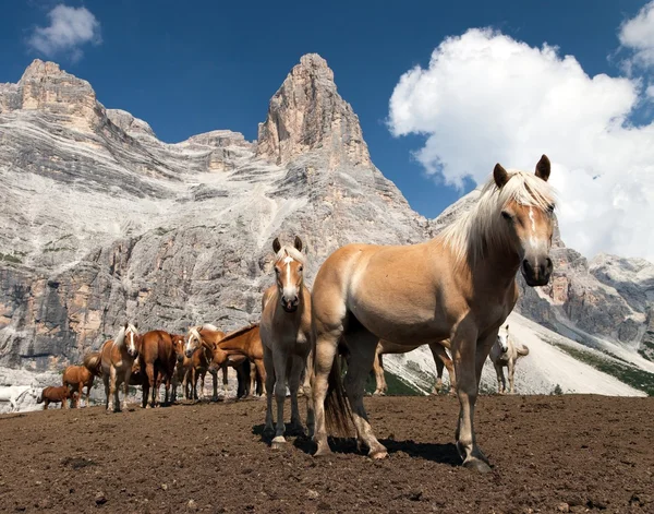 Horses under Monte Pelmo in Italian Dolomities — Stock Photo, Image