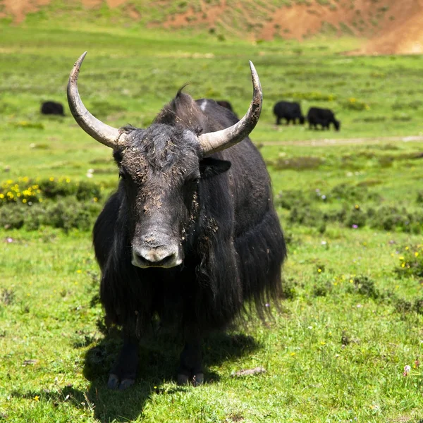 Yak - bos grunniens o bos mutus - en el valle de Langtang —  Fotos de Stock