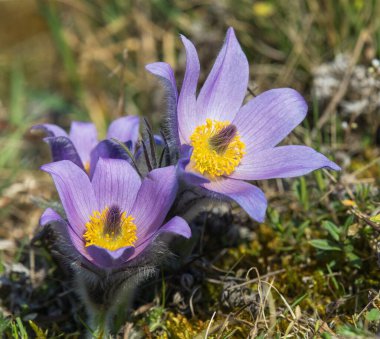 Pasqueflowers, daha büyük pask çiçeğinin güzel mavi çiçeği ya da latin pulsatilla grandis çayırda pasquçiçek