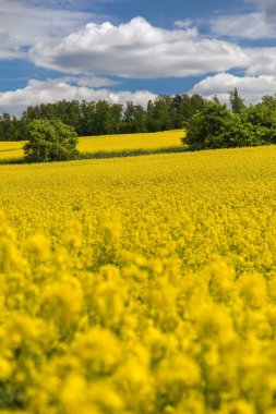 Latin Brassica Napus 'taki kolza tarlası gökyüzünde güzel bulutlar, yeşil enerji ve petrol endüstrisi için kolza tohumu, ilkbahar altın çiçek tarlası