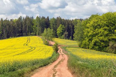 Latince brassica Napus 'ta kolza, kolza ya da kanola tarlasında araba yolu, gökyüzünde güzellik bulutları tecavüz tohumu yeşil enerji ve petrol endüstrisi için bitkidir.