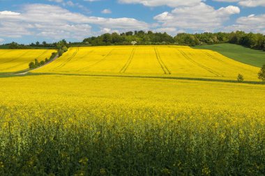 Latin Brassica Napus 'taki kolza tarlası gökyüzünde güzel bulutlar, yeşil enerji ve petrol endüstrisi için kolza tohumu, ilkbahar altın çiçek tarlası