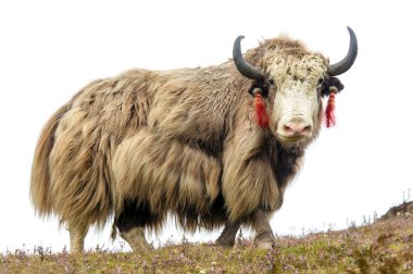 Yak ya da dzo, latin Bos mutus grunniens beyaz arka planda izole açık kahverengi öküz