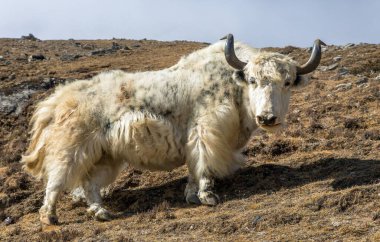 Beyaz öküz ya da dzo Latince Bos mutus grunniens, Nepal himalayas, himalaya dağ hayvanı