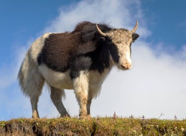 Yak ya da dzo, mavi gökyüzü arka planında siyah beyaz öküz, Latince Bos mutus grunniens