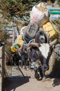 Sırt çantaları ip asma köprüsünde asılı sırt çantalarıyla Namche Bazar, Nepal Himalayas dağları yakınlarındaki Everest ana kampına giderken latin Bos grunniens dilinde Yak ya da dzo.