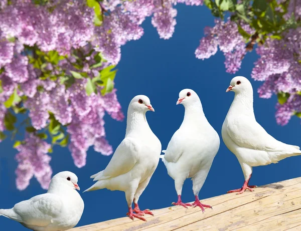 Four white pigeons on perch with flowering lilac tree — Stock Photo, Image