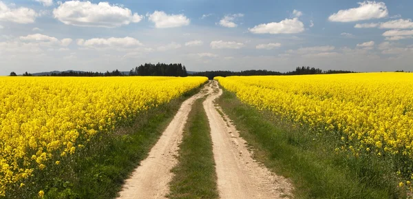 Campo de colza (brassica napus) com estrada rural — Fotografia de Stock