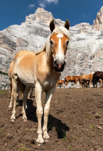 Horses under Monte Pelmo in Italian Dolomities — Stock Photo, Image