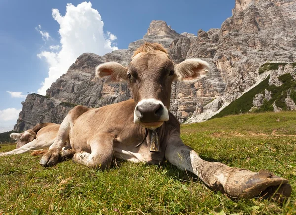 Cabeza de vaca (bos primigenius taurus), con cencerro — Foto de Stock