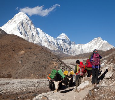 Yaks ve turistler Everest ana kampı giderken