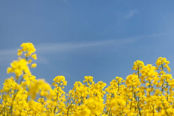 Fondo de floración - colza amarilla y cielo azul — Foto de Stock