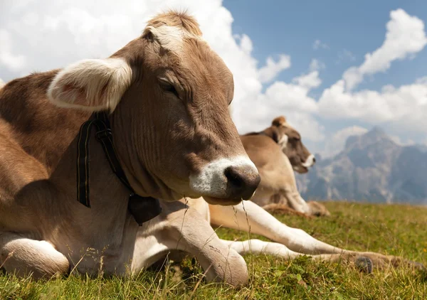 Cabeza de vaca (bos primigenius taurus), con cencerro — Foto de Stock