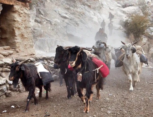 Beautiful caravan of goats in western Nepal — Stock Photo, Image