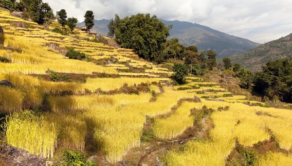 Golden terraced rice field in Solukhumbu valley, Nepal — Stock Photo, Image