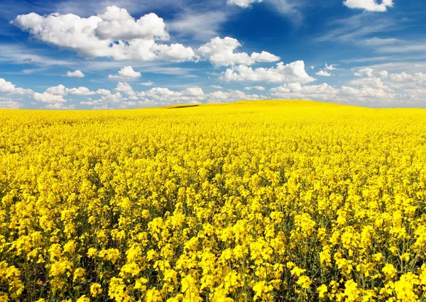 Golden field of flowering rapeseed with beautiful clouds — Stock Photo, Image