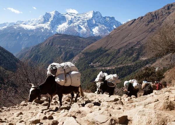 Karawane von Yaks auf dem Weg zum Everest-Basislager — Stockfoto