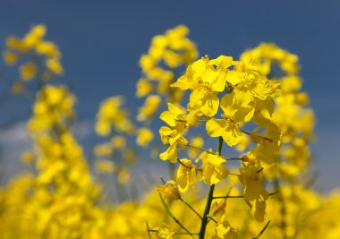 çiçekli kolza tohumu detay