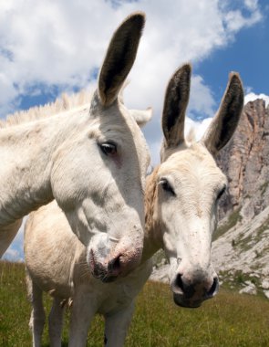 Eşek İtalyanca Dolomites dağda grup