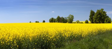 Kolza tohumu çiçekli alanının panoramik görünüm