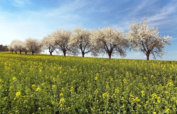 Field of rapeseed and alley of cherry tree — Stock Photo, Image