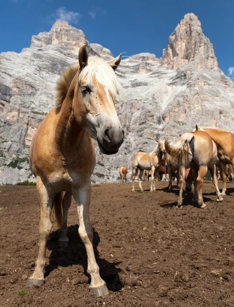 Horses under Monte Pelmo in Italian Dolomities — Stock Photo, Image