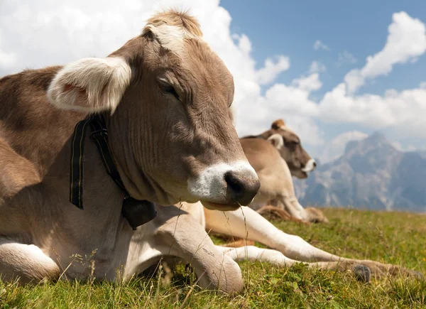 Tête de vache (bos primigenius taurus), avec cloche de vache — Photo