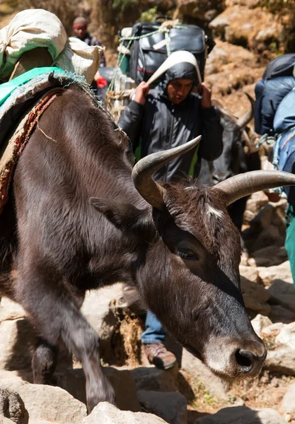 Yak and sherpa porter — Stockfoto