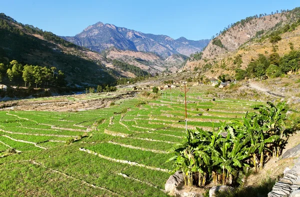 Green field of rice in western Nepal — Stock Photo, Image