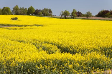 çiçekli kolza mavi gökyüzü ile altın alan
