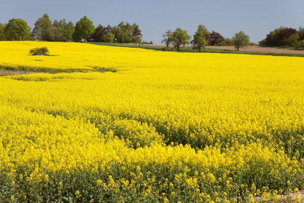Golden field of flowering rapeseed with blue sky — Stock Photo, Image