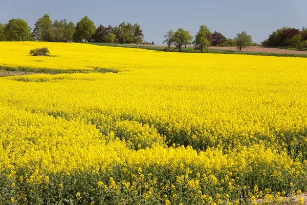 Goldenes Rapsfeld mit blauem Himmel — Stockfoto