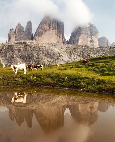 Tre Cime o Drei Zinnen con vacas reflejándose en el lago — Foto de Stock